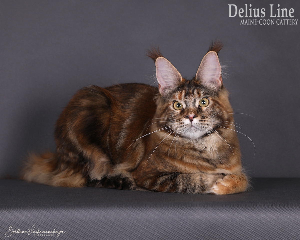 CH. Delius Line Glory Fine